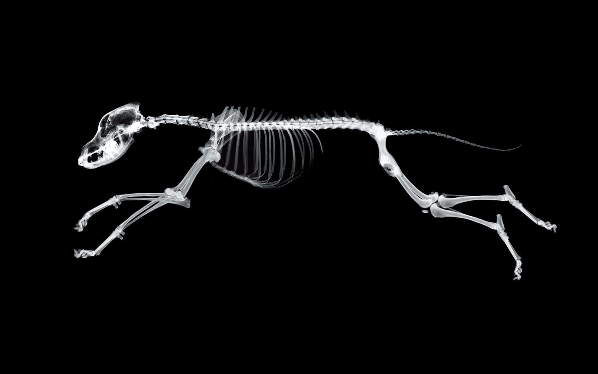 A Dog Skeleton Running On A Black Background