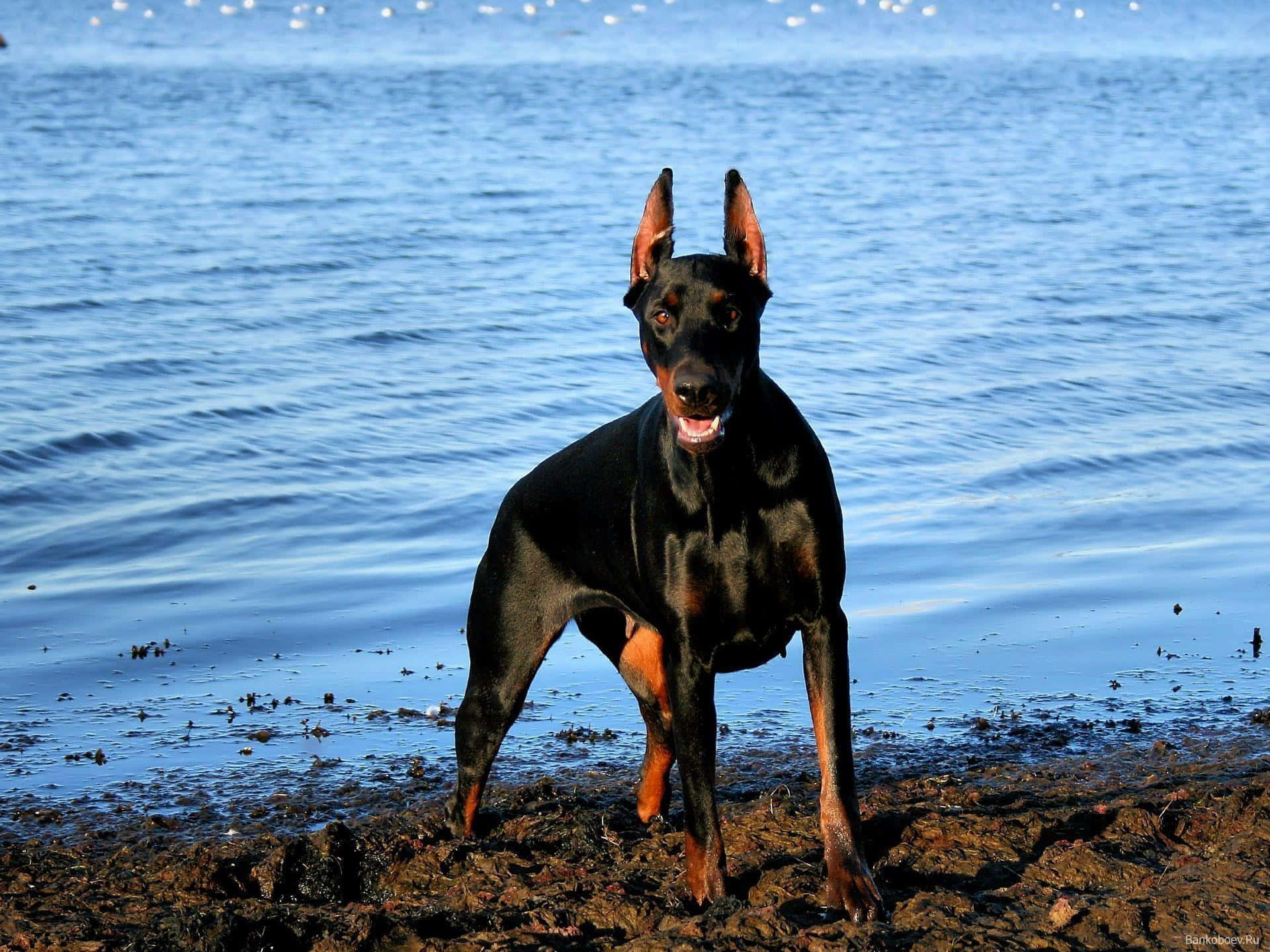 A Dog Standing On The Beach Background