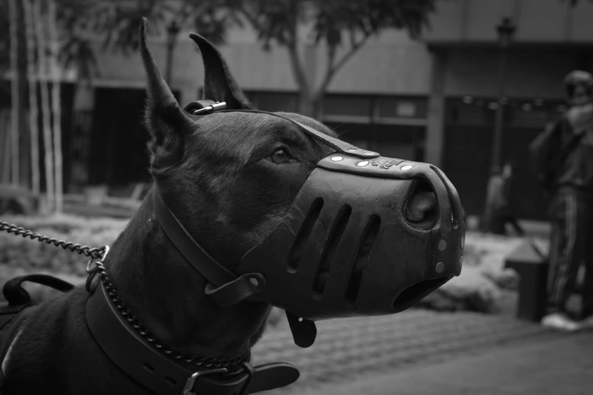 A Dog Wearing A Muzzle On Its Head Background