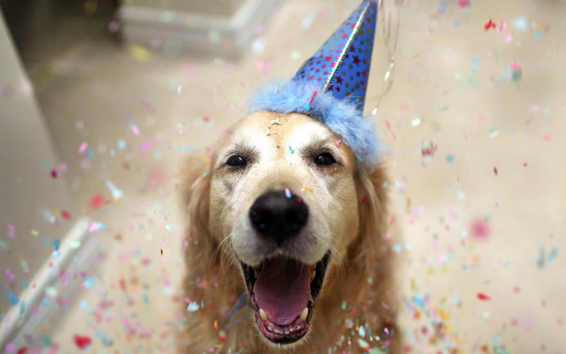 A Dog Wearing A Party Hat Background
