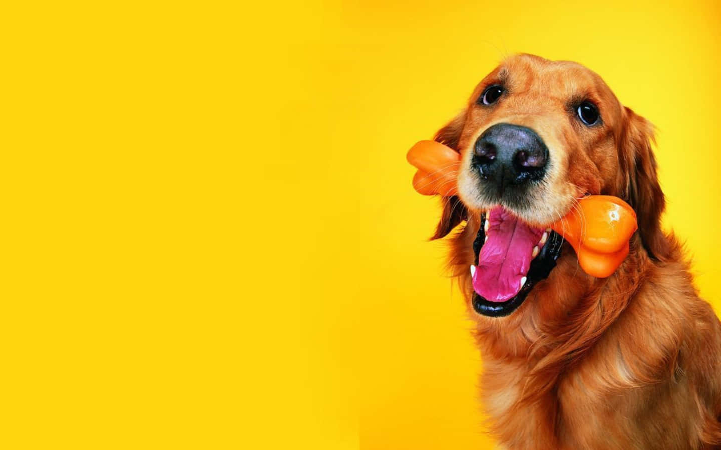 A Dog With A Bone In Its Mouth Background