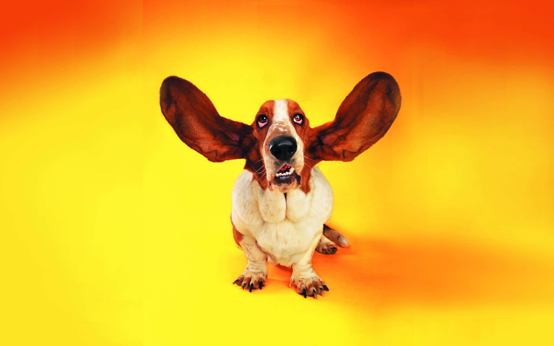 A Dog With Ears Up On A Yellow Background Background