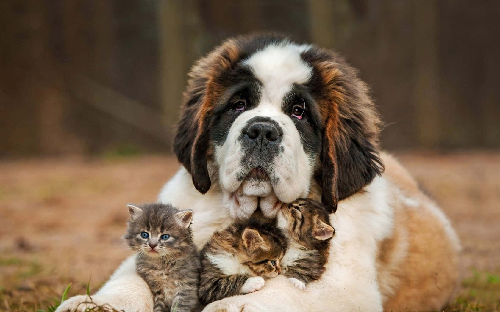 A Dog With Kittens Laying On The Ground Background