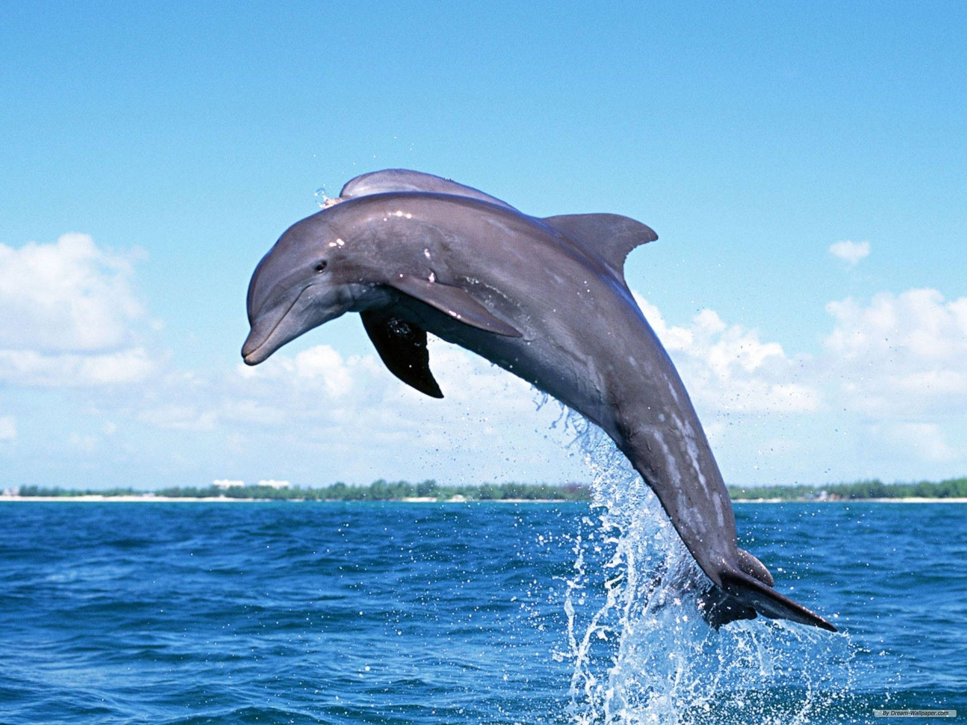 A Dolphin Jumping Out Of The Water Background