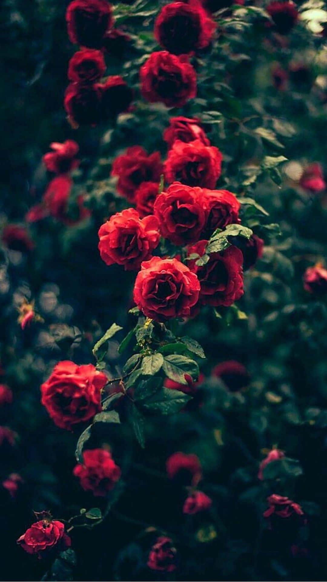 A Dope Red Rosses On A Bush Background