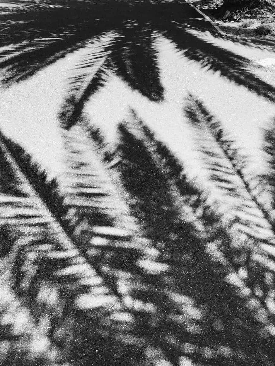 A Dope Tumblr Black And White Photo Of Palm Leaves On The Ground Background