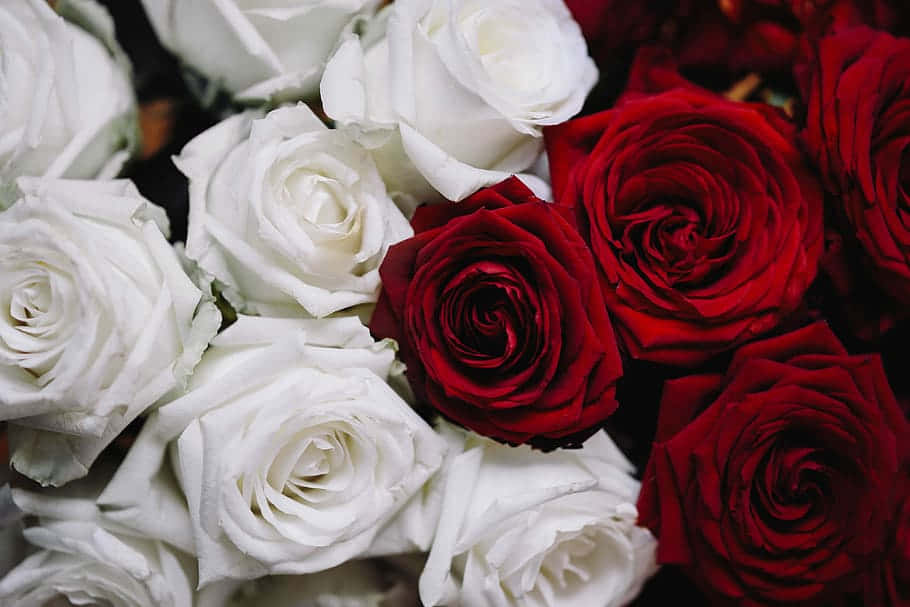 A Dozen Of Red And White Roses Background