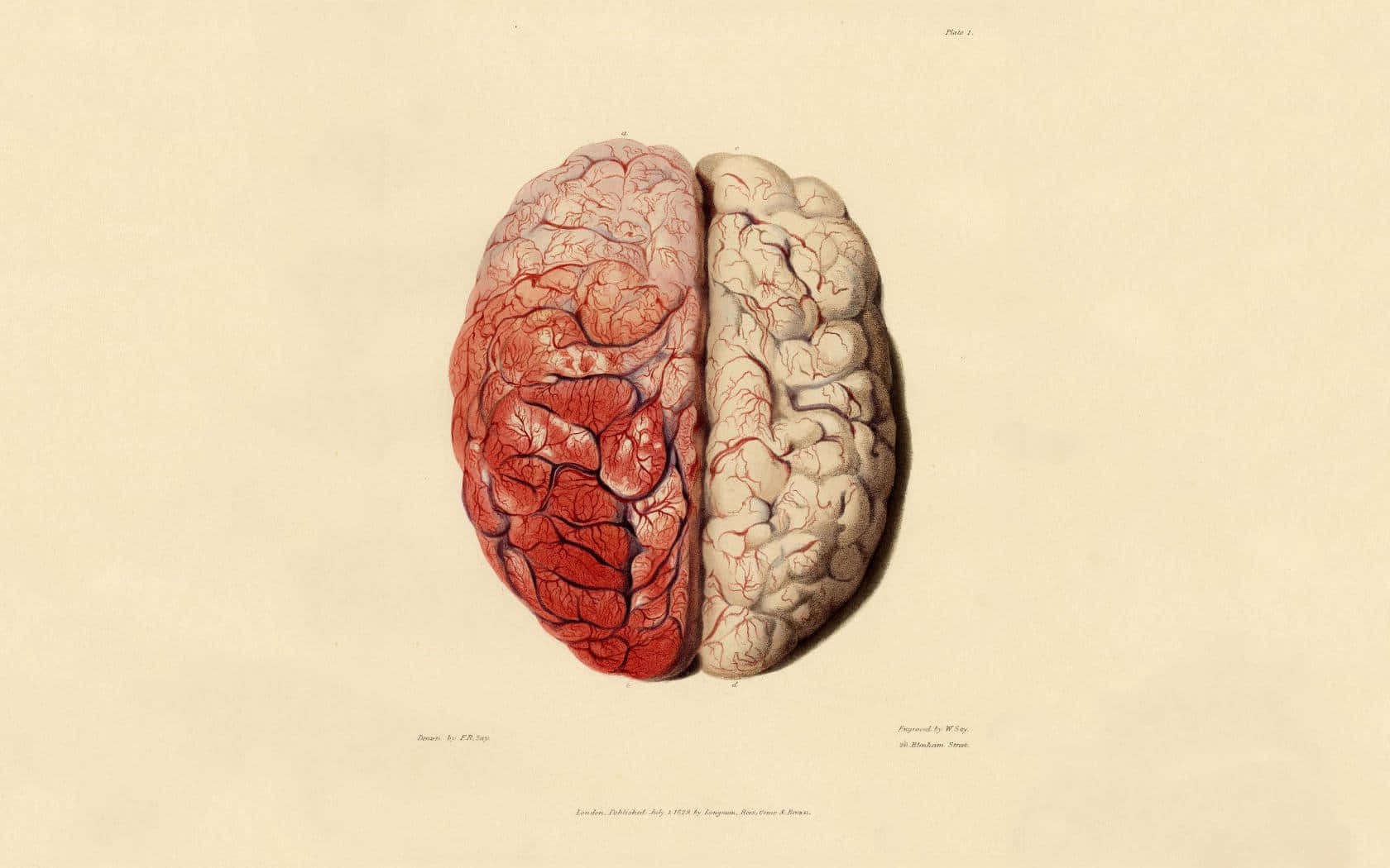 A Drawing Of A Human Brain With Red Blood Background