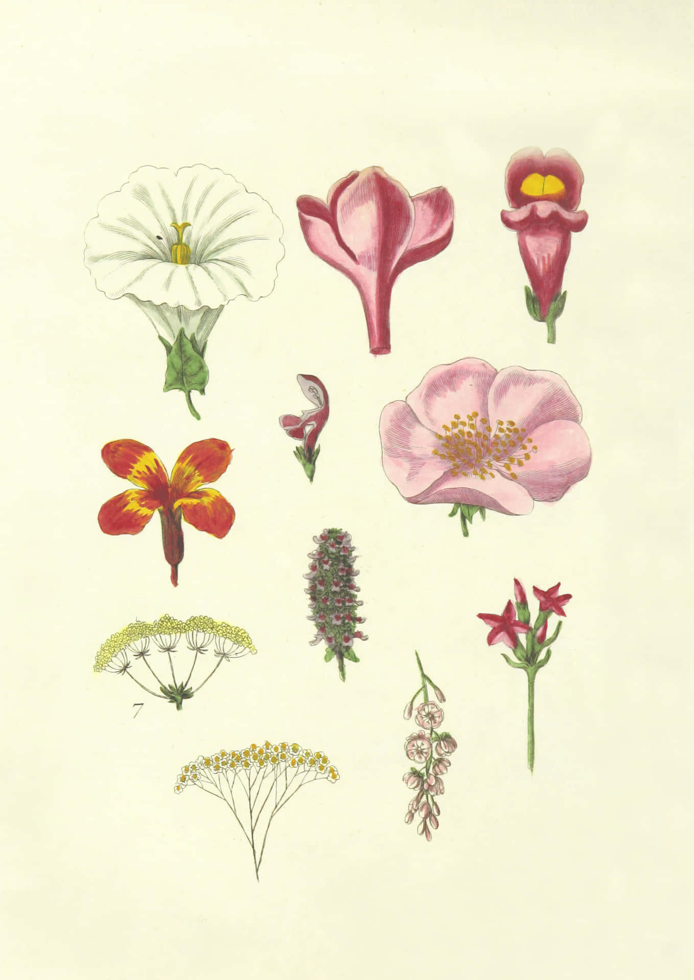 A Drawing Of Various Flowers On A White Background Background