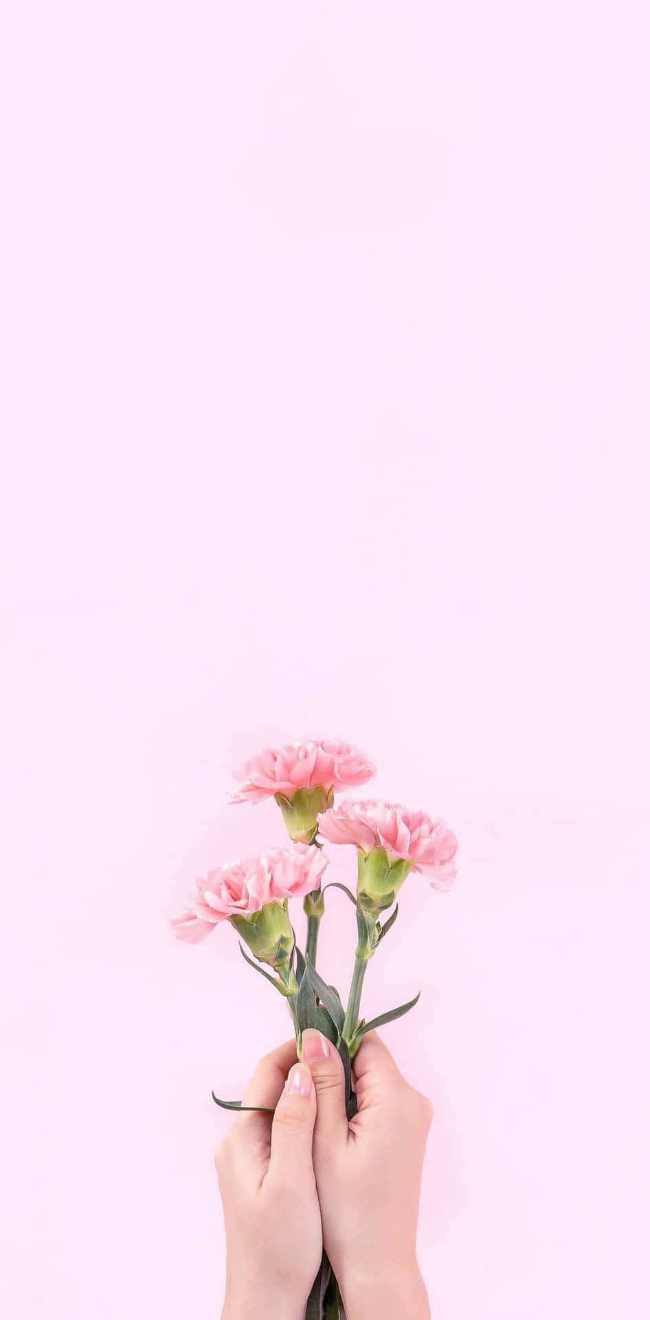 A Dreamy Aesthetic Of Baby Pink Background