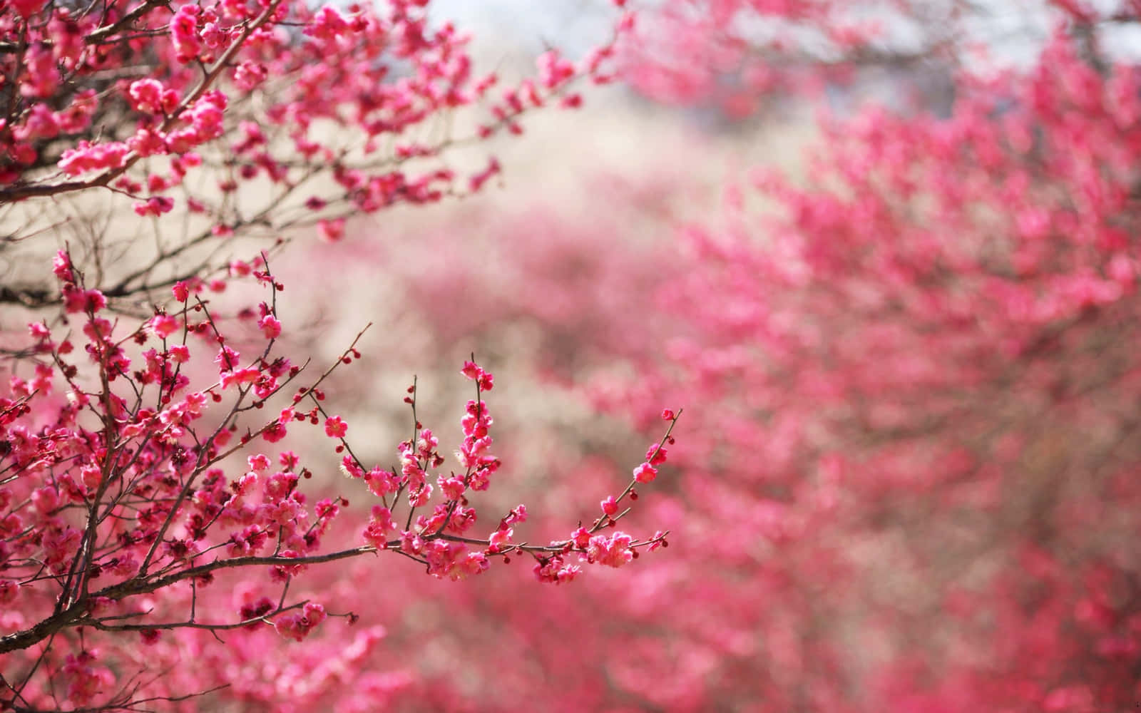 A Dreamy Landscape Of A Pink Cherry Blossom Tree Background