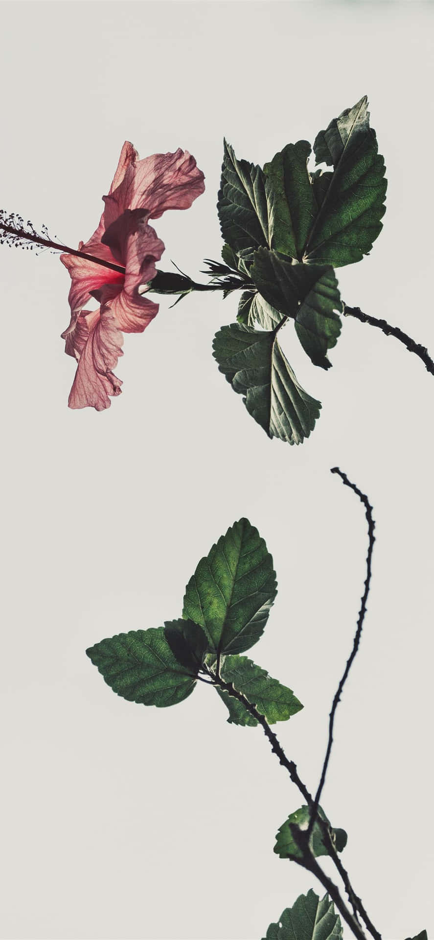 A Dreamy Pink And White Aesthetic Background