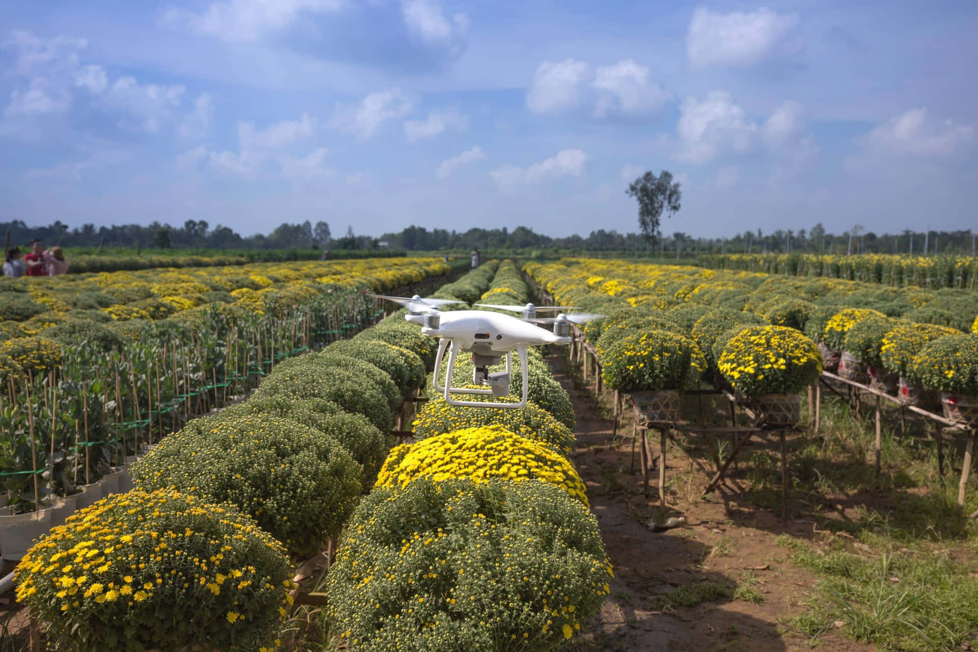 A Drone Flying Over A Field Of Yellow Flowers Background
