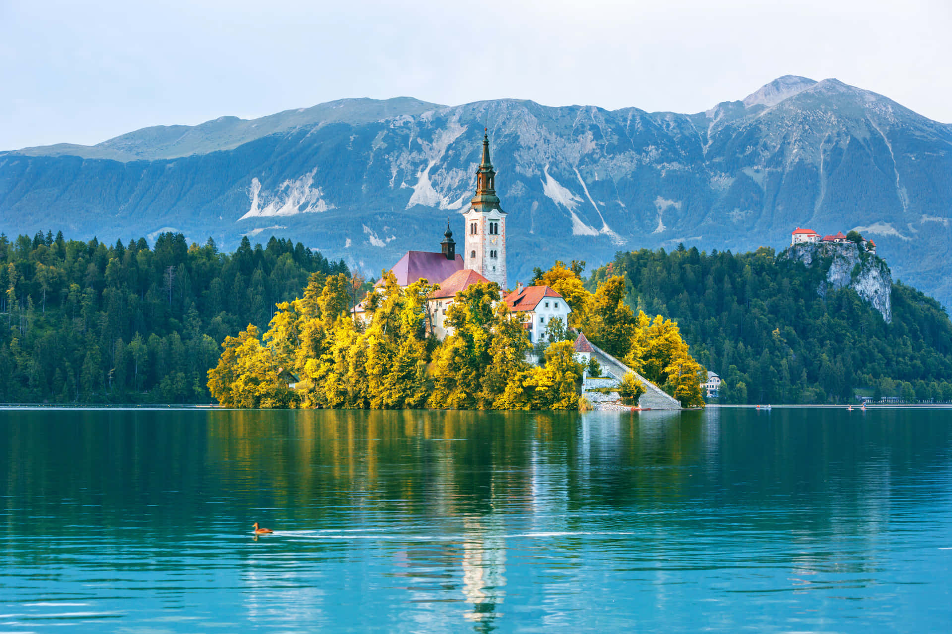 A Duck Waddling On Lake Bled's Surface Background