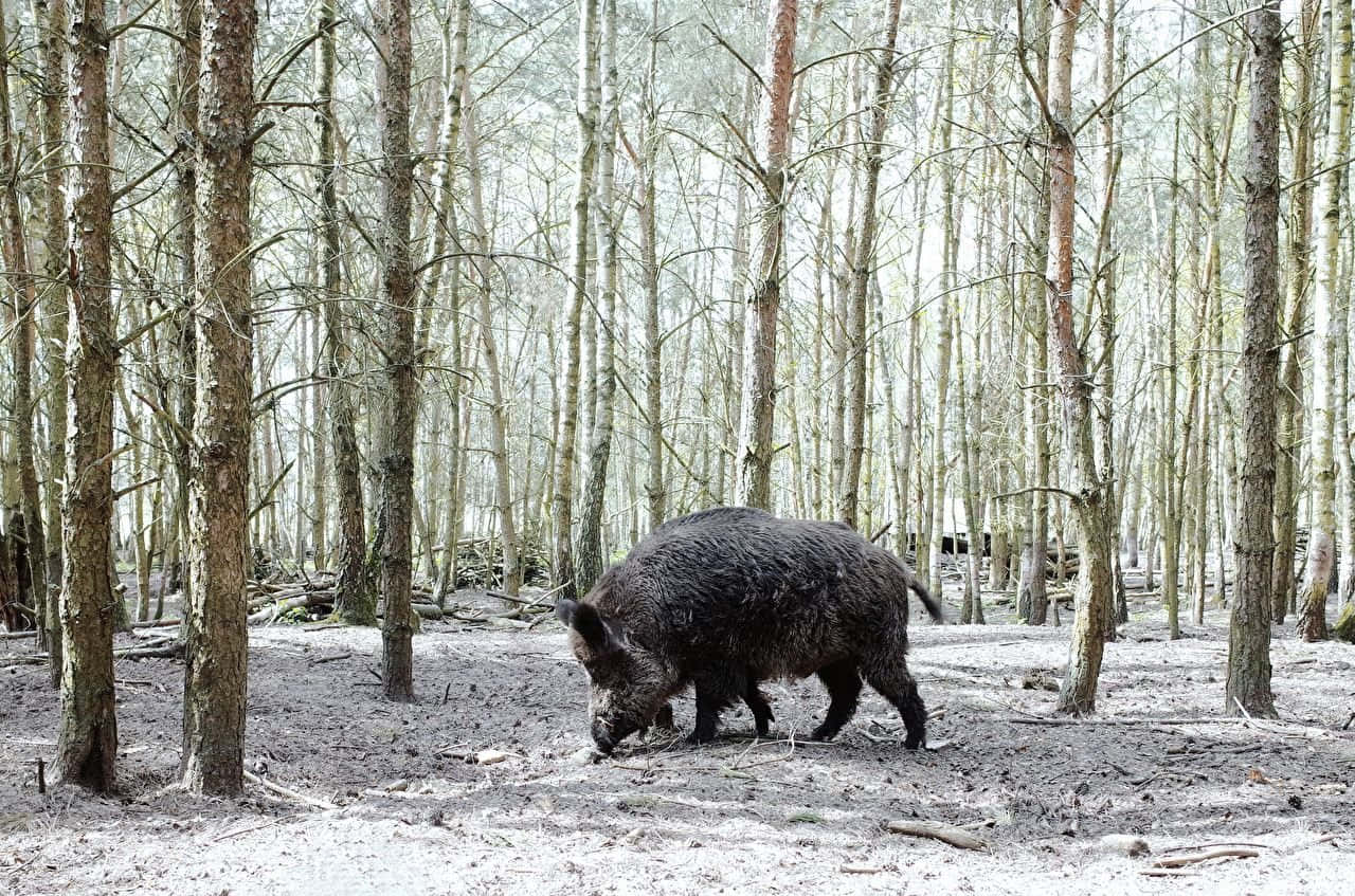 A Family Of Hogs Enjoys A Summer Day In A Beautiful Meadow Background