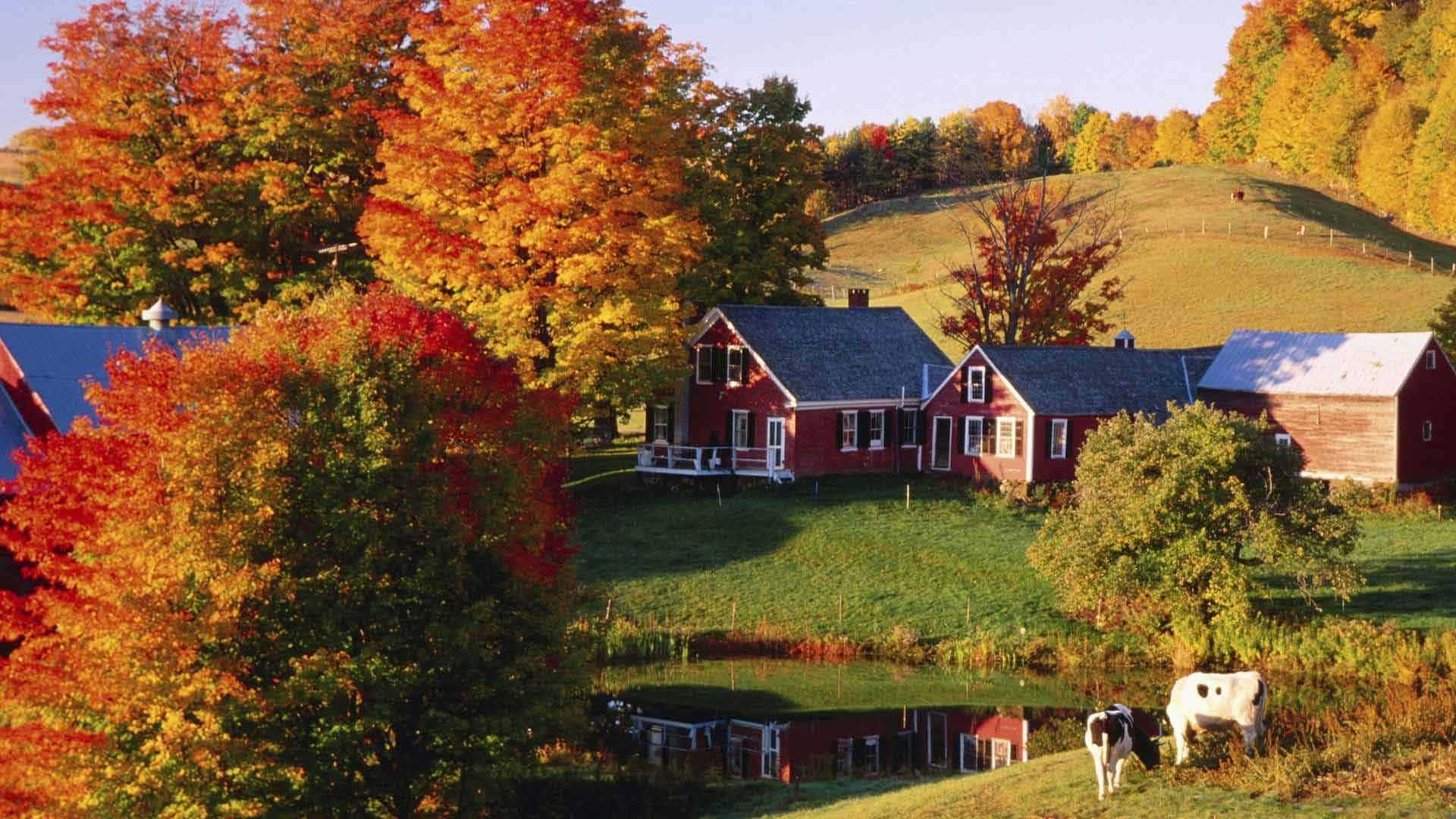 A Farm With Cows And Trees In The Fall Background