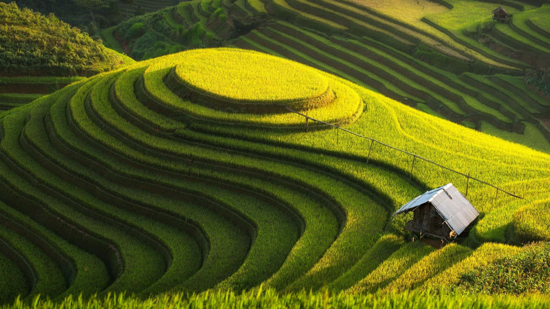 A Farmer Holds Colorful Produce Right From The Farm. Background