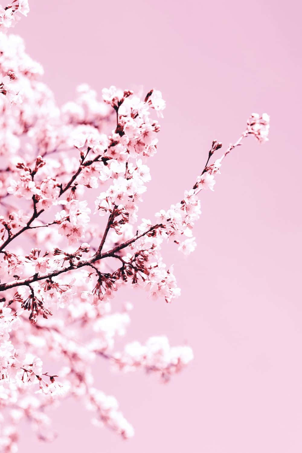 A Fascinating View Of Nature - A Breathtakingly Beautiful Pink Cherry Blossom Tree Background