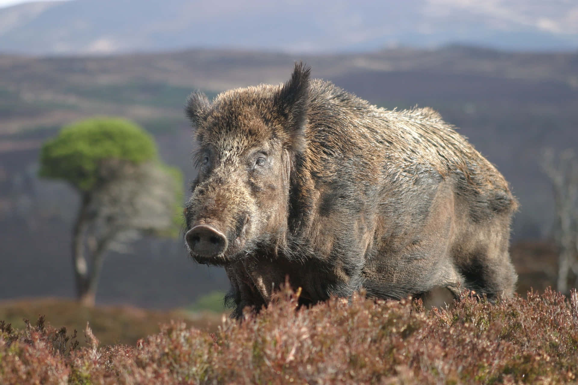 A Female Domestic Breed Hog In A Grassy Meadow Background
