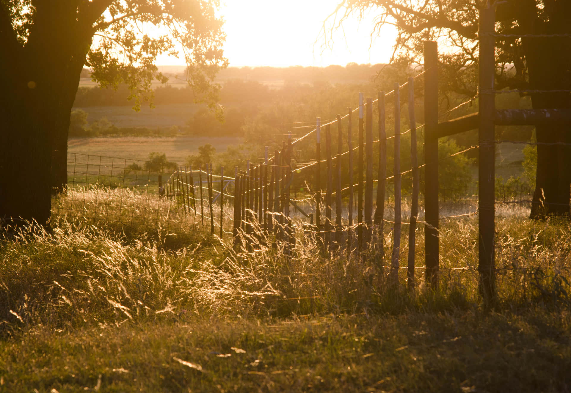 A Fence In The Field