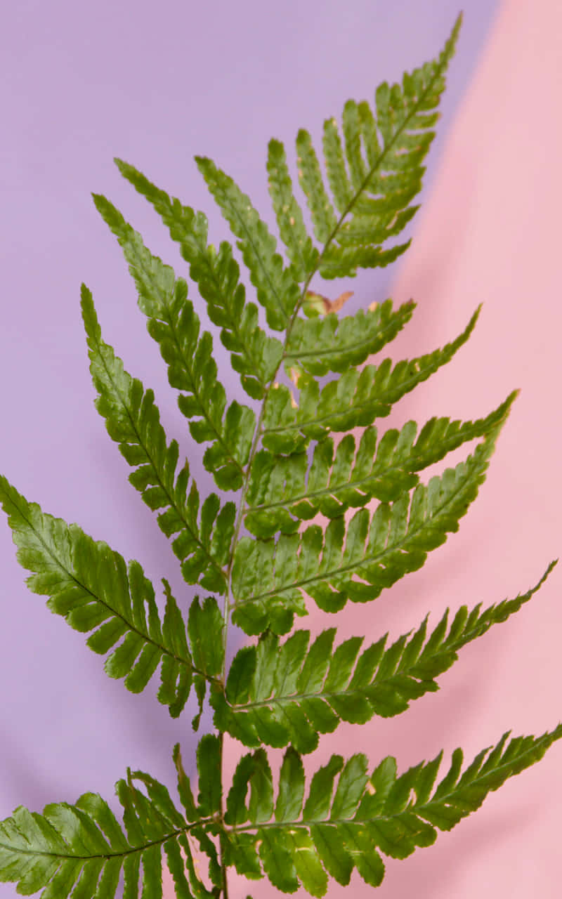 A Fern Plant On A Pink And Purple Background Background
