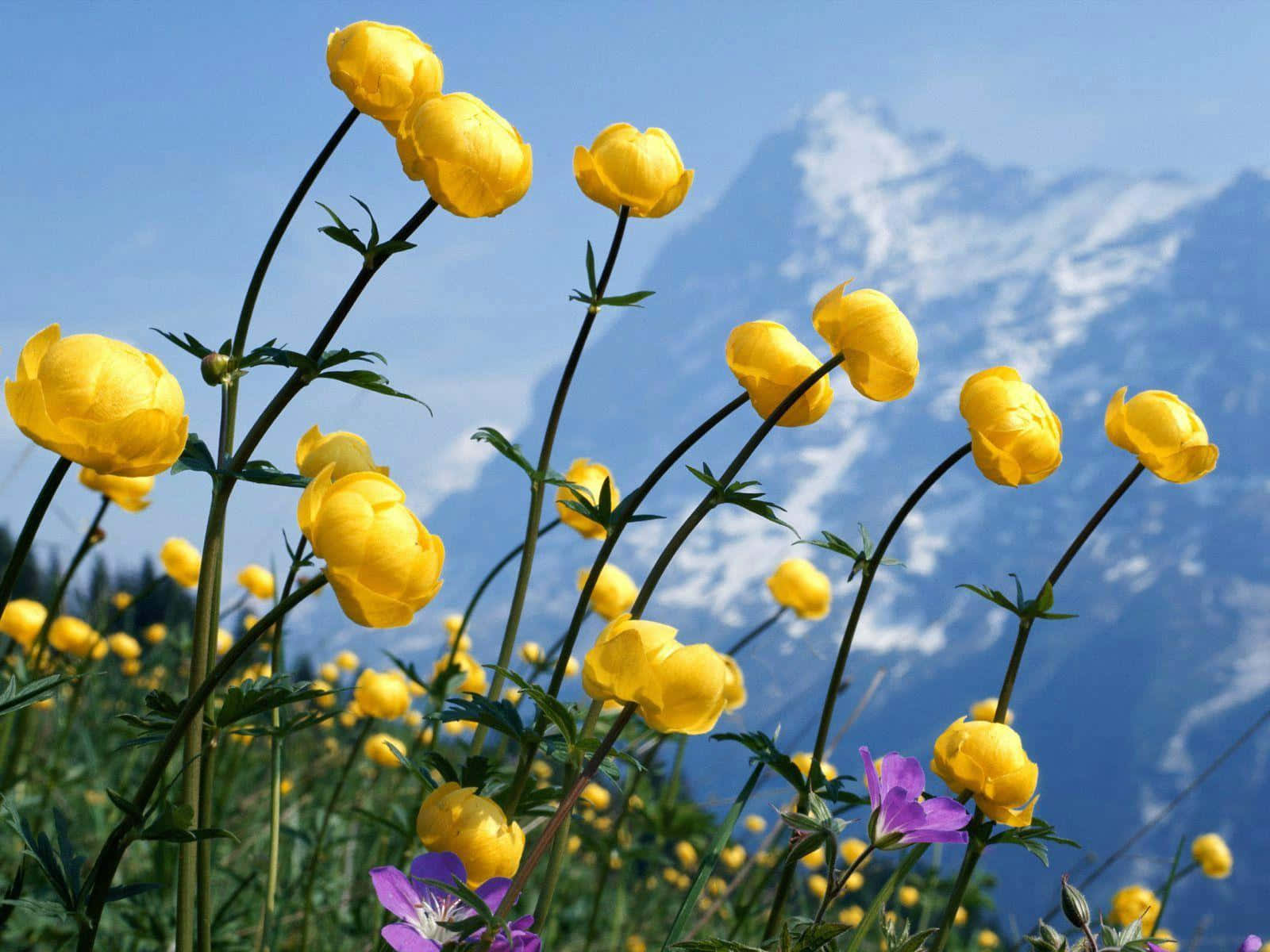 A Field Full Of Gorgeous Wild Flowers Background