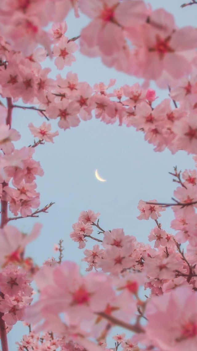 A Field Of Beautiful Pink Cherry Blossoms In Full Bloom Background