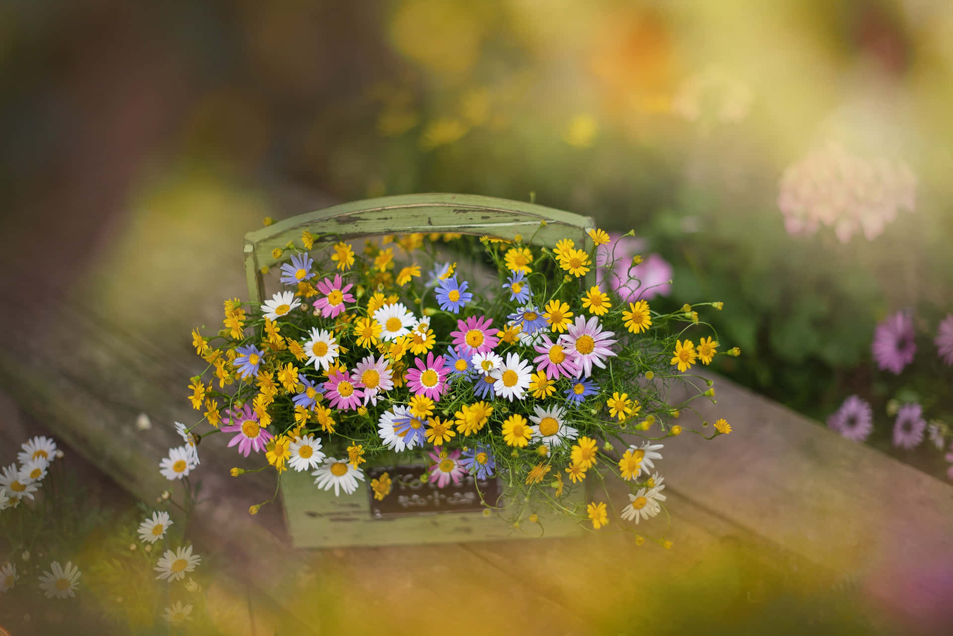 A Field Of Beautiful Wildflowers Basking In The Sun.