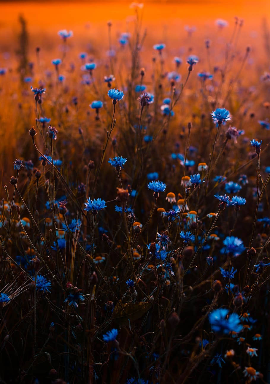 A Field Of Blue Flower Iphone