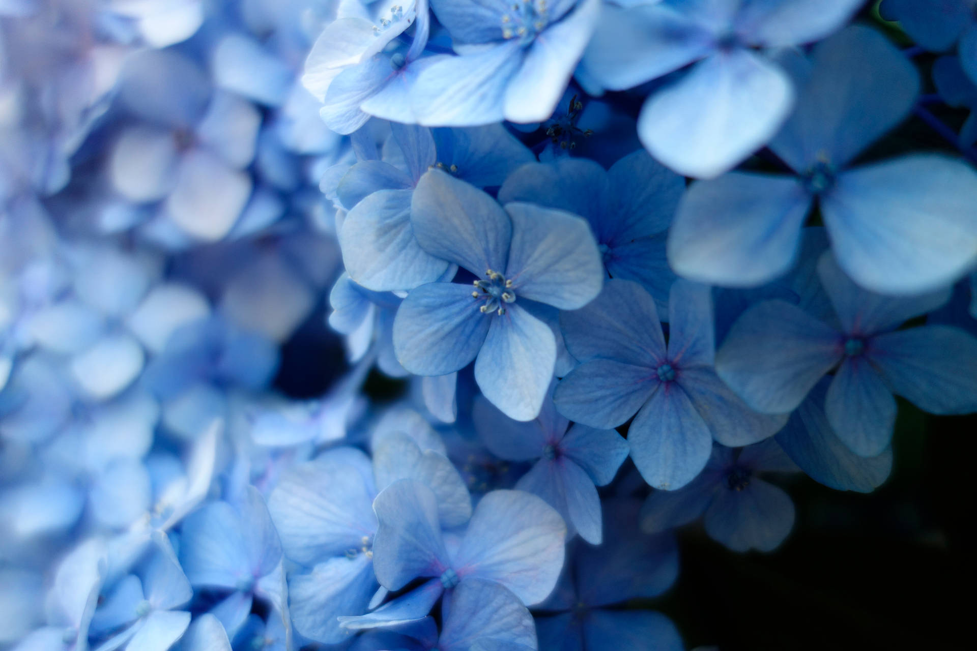 A Field Of Blue Flowers Background