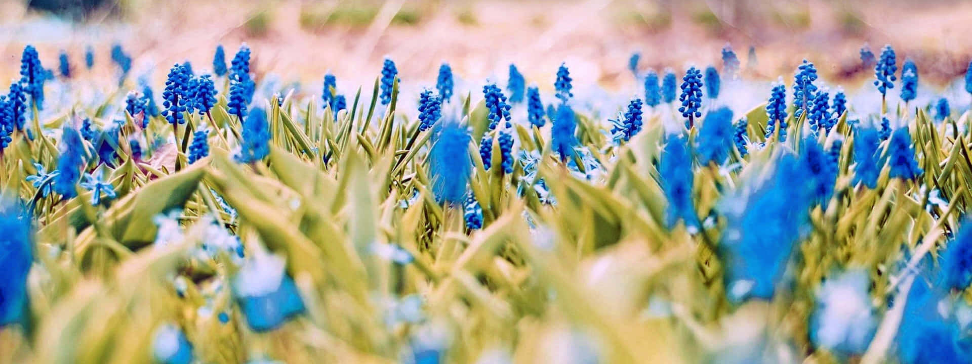 A Field Of Blue Flowers With A Blurry Background