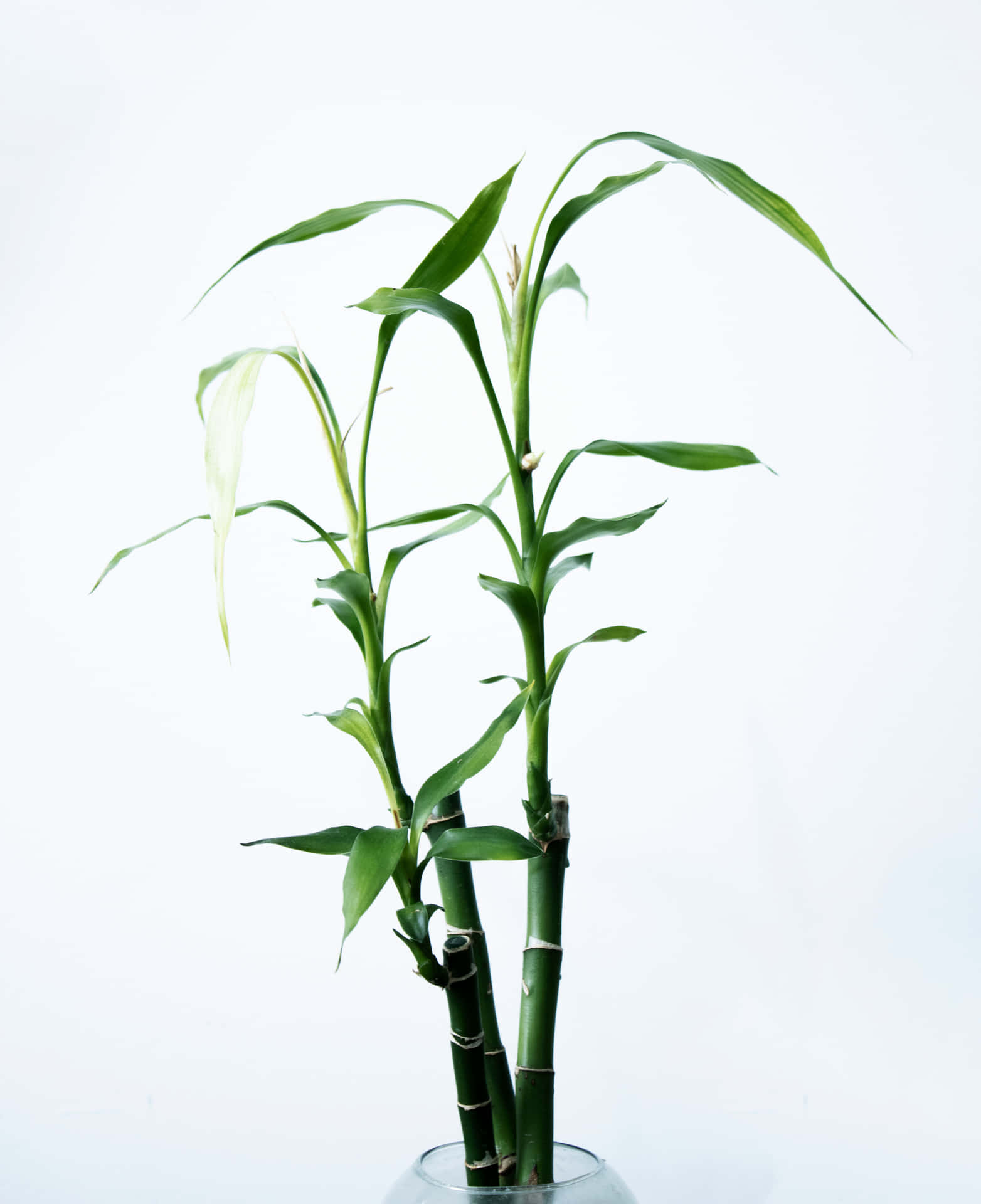 A Field Of Chinese Bamboo In Chinese Countryside Background