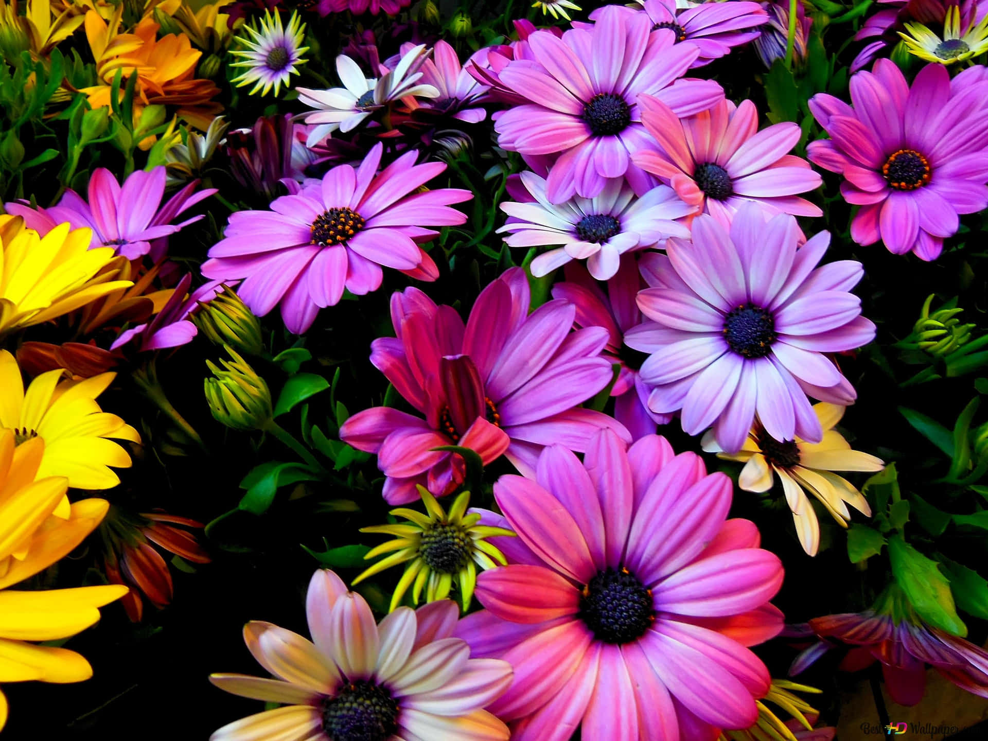 A Field Of Colorful Daisies In Full Bloom Background