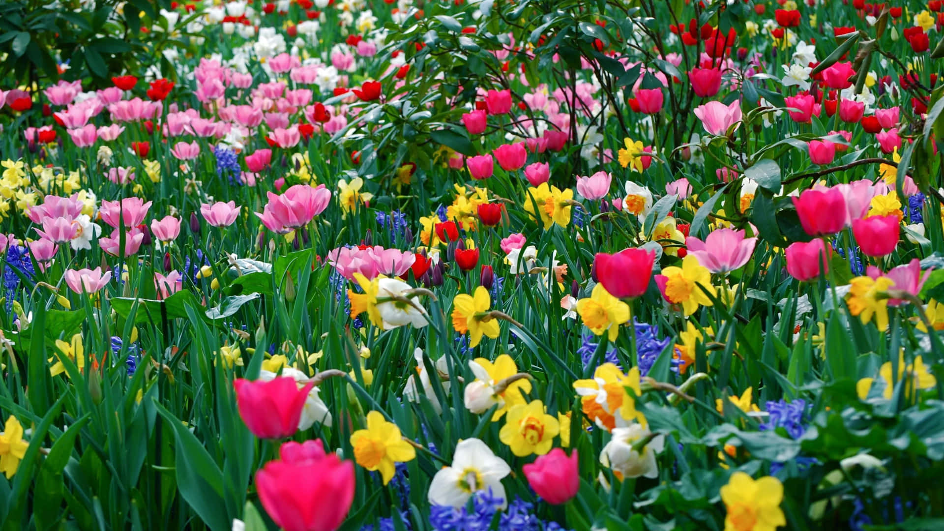 A Field Of Colorful Flowers