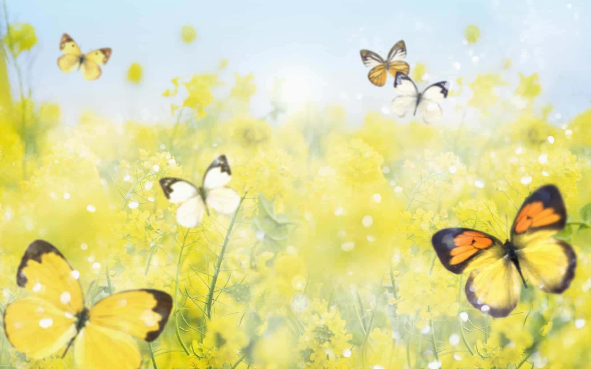 A Field Of Cute Yellow Butterflies, Happily Fluttering In The Sunshine. Background