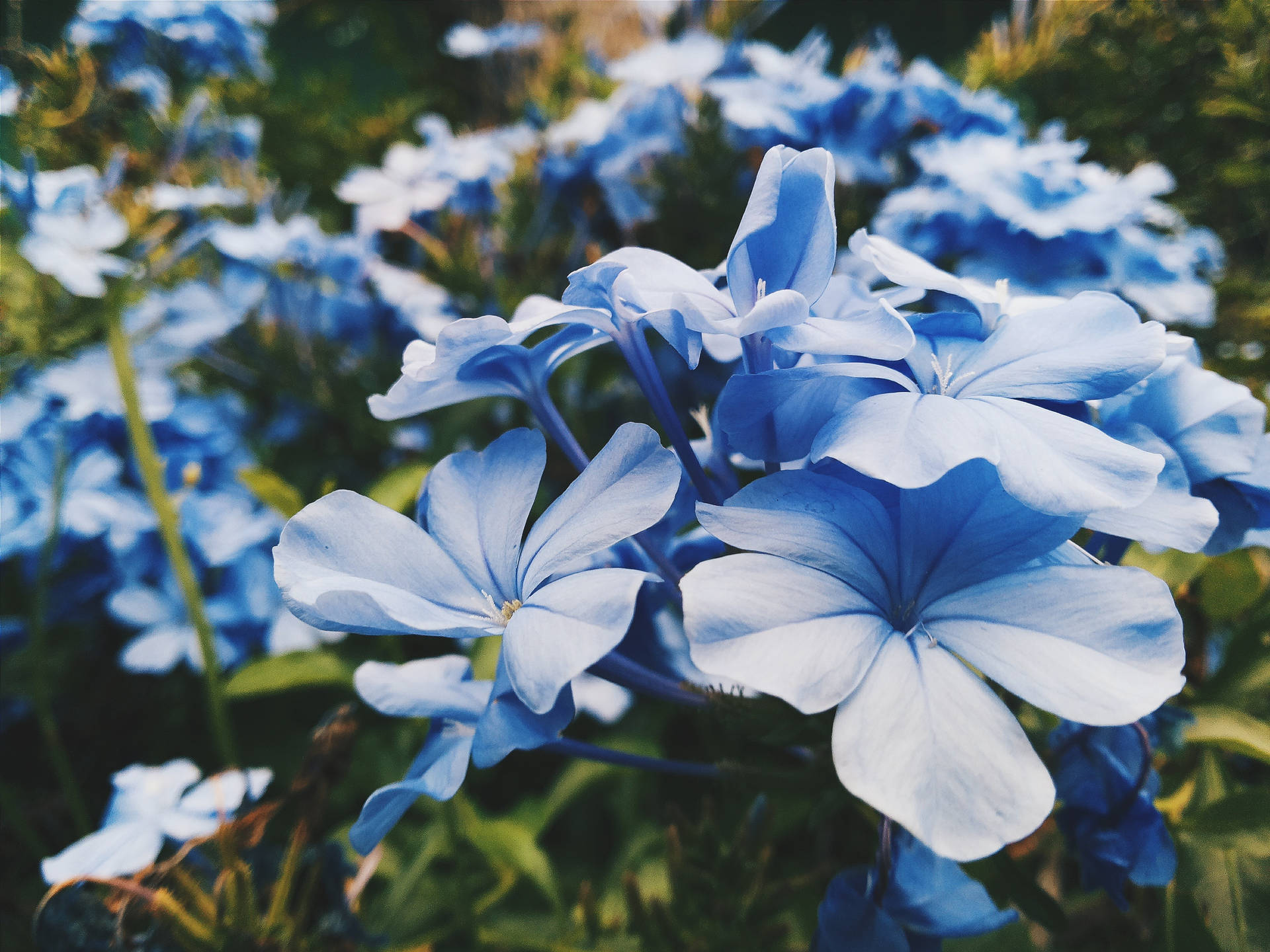 A Field Of Delicate Lilac Blue Flowers Blooming In A Vibrant Garden Background