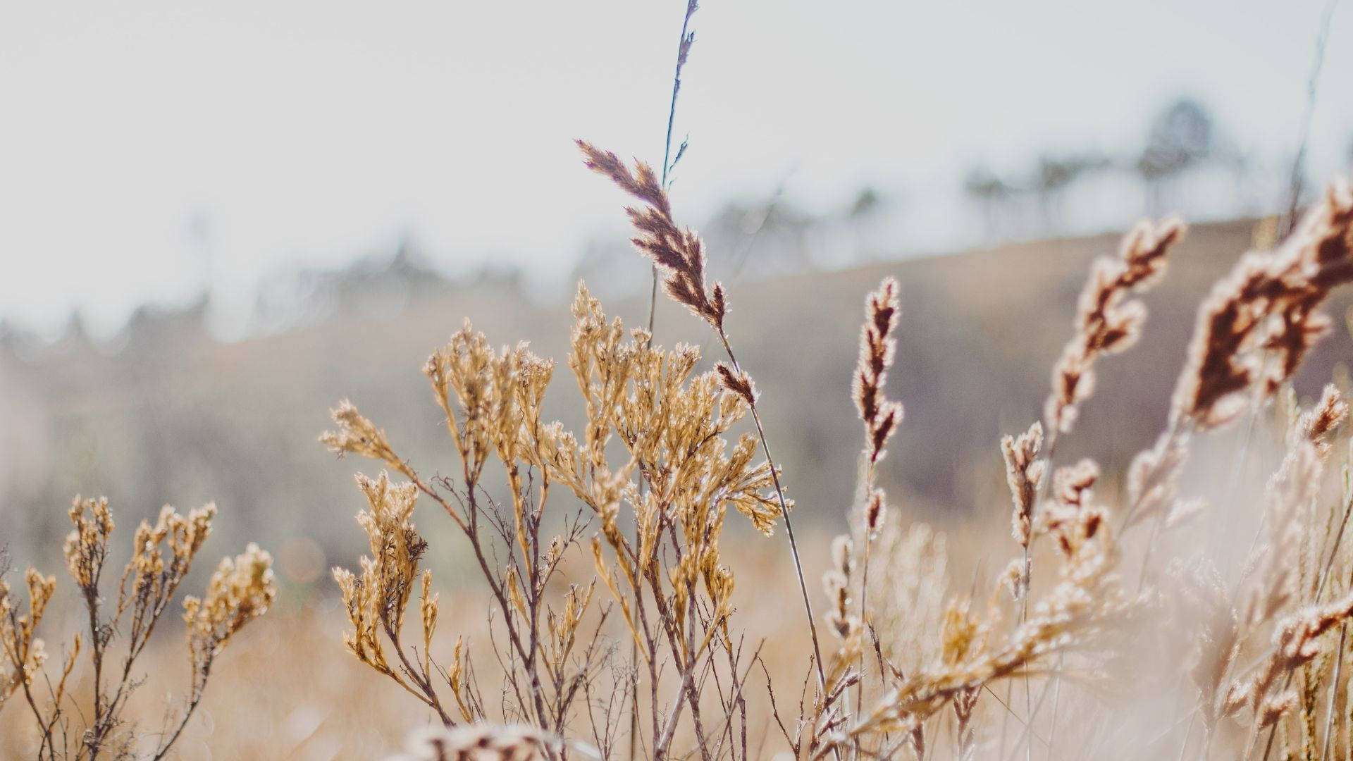 A Field Of Dry Grass With Trees In The Background Background