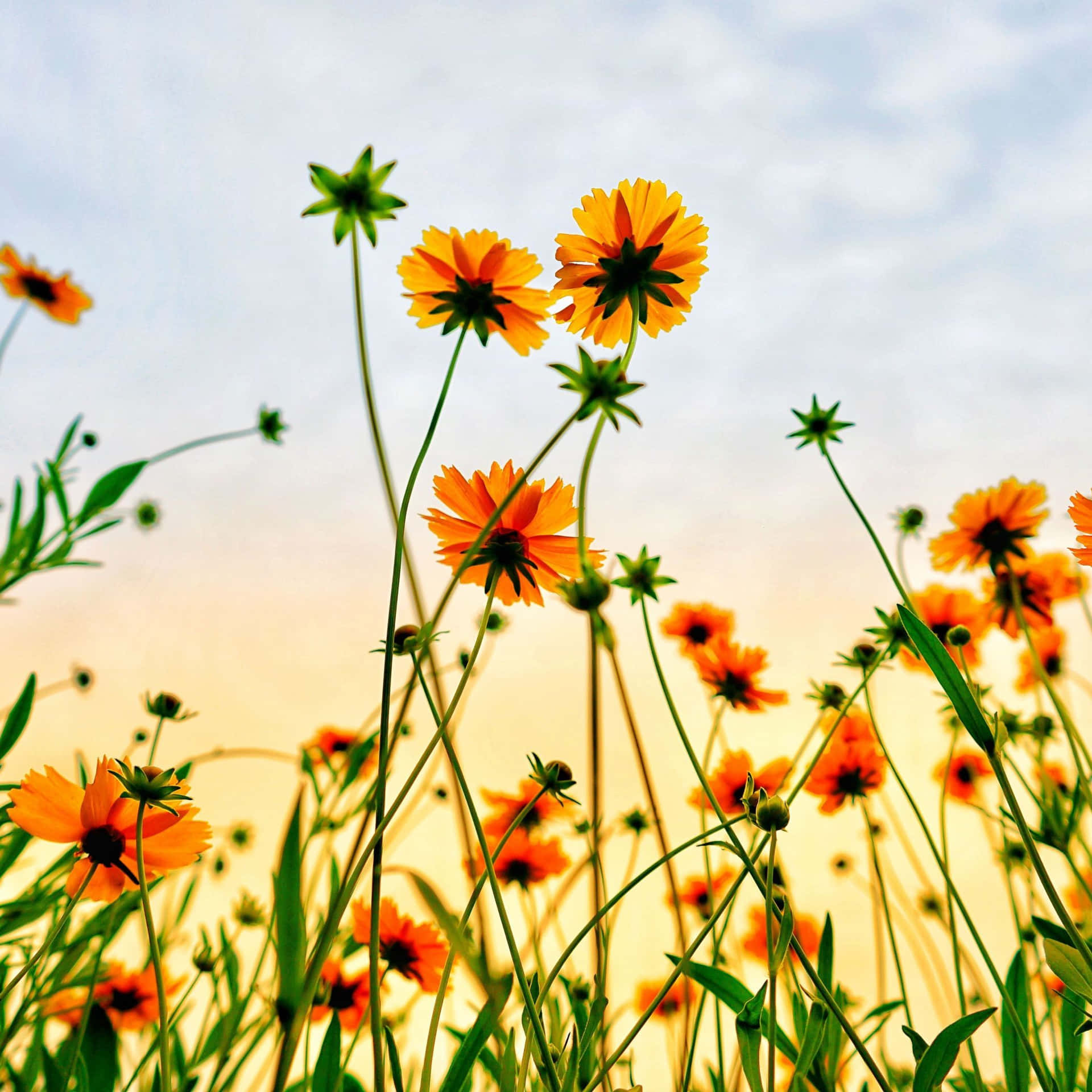 A Field Of Flowers Background