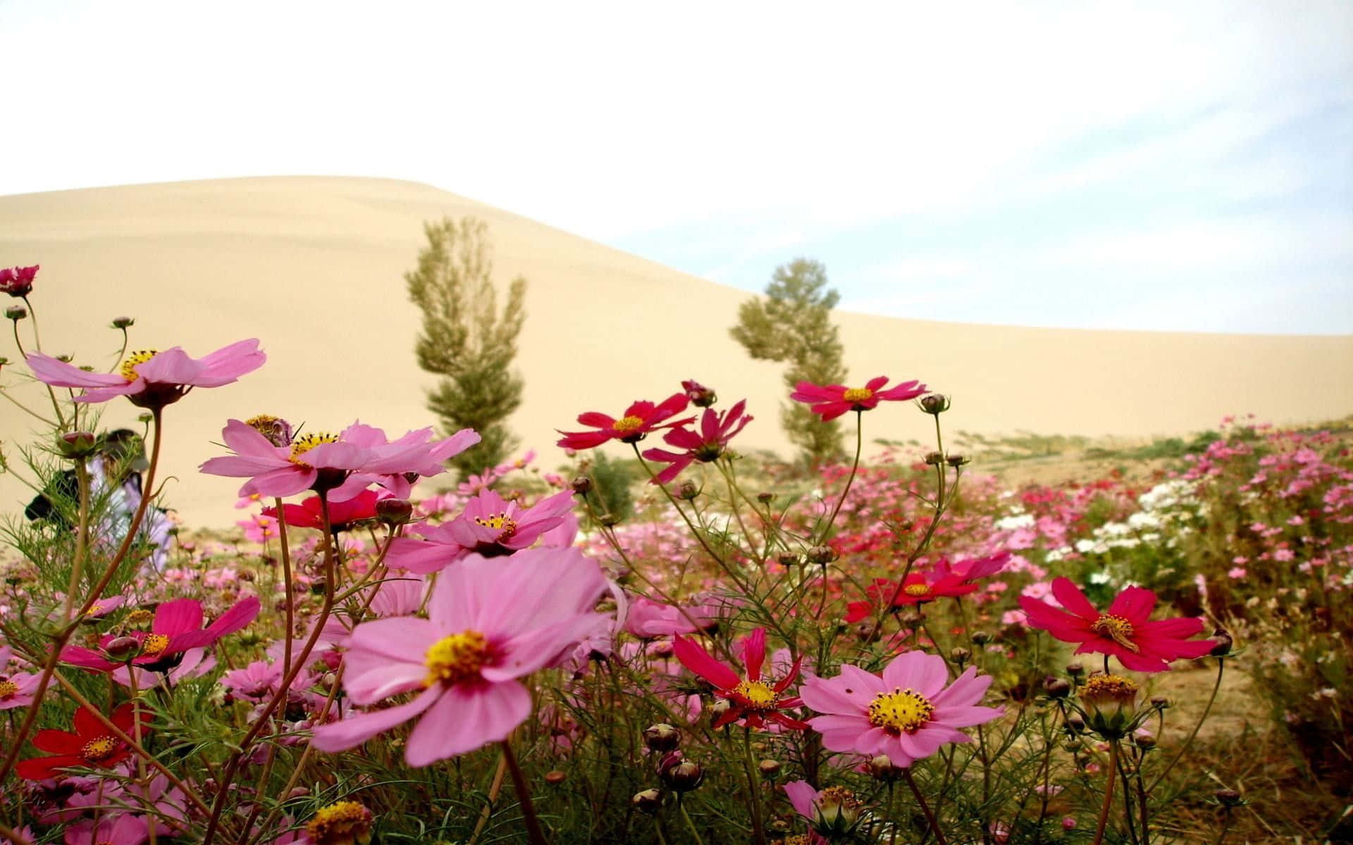 A Field Of Flowers In Front Of A Sand Dune Background