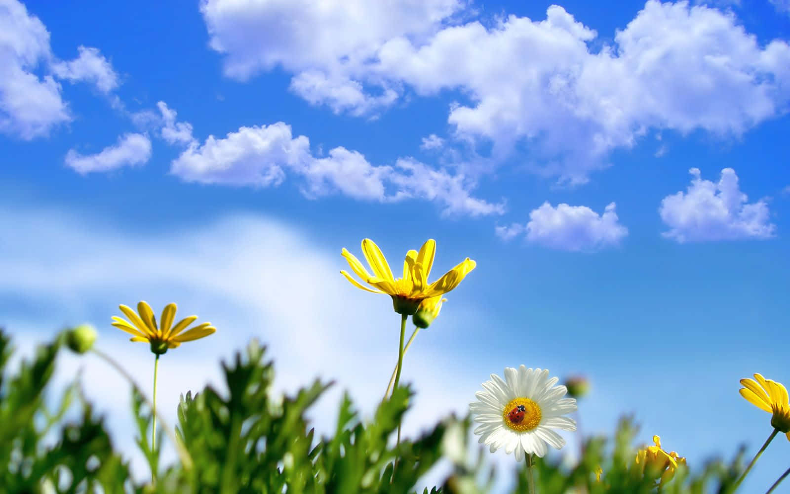A Field Of Flowers With A Blue Sky Background