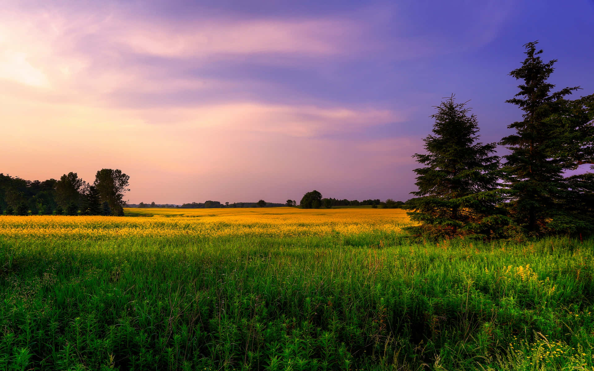 A Field Of Green Grass Background