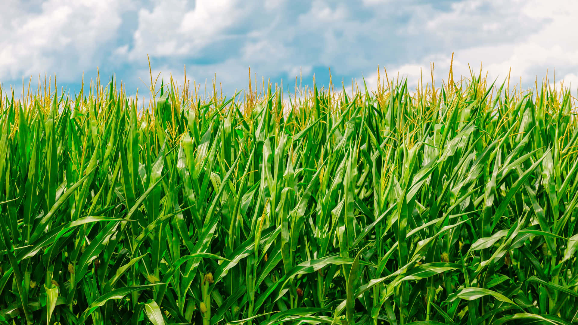 A Field Of Green Grass Background