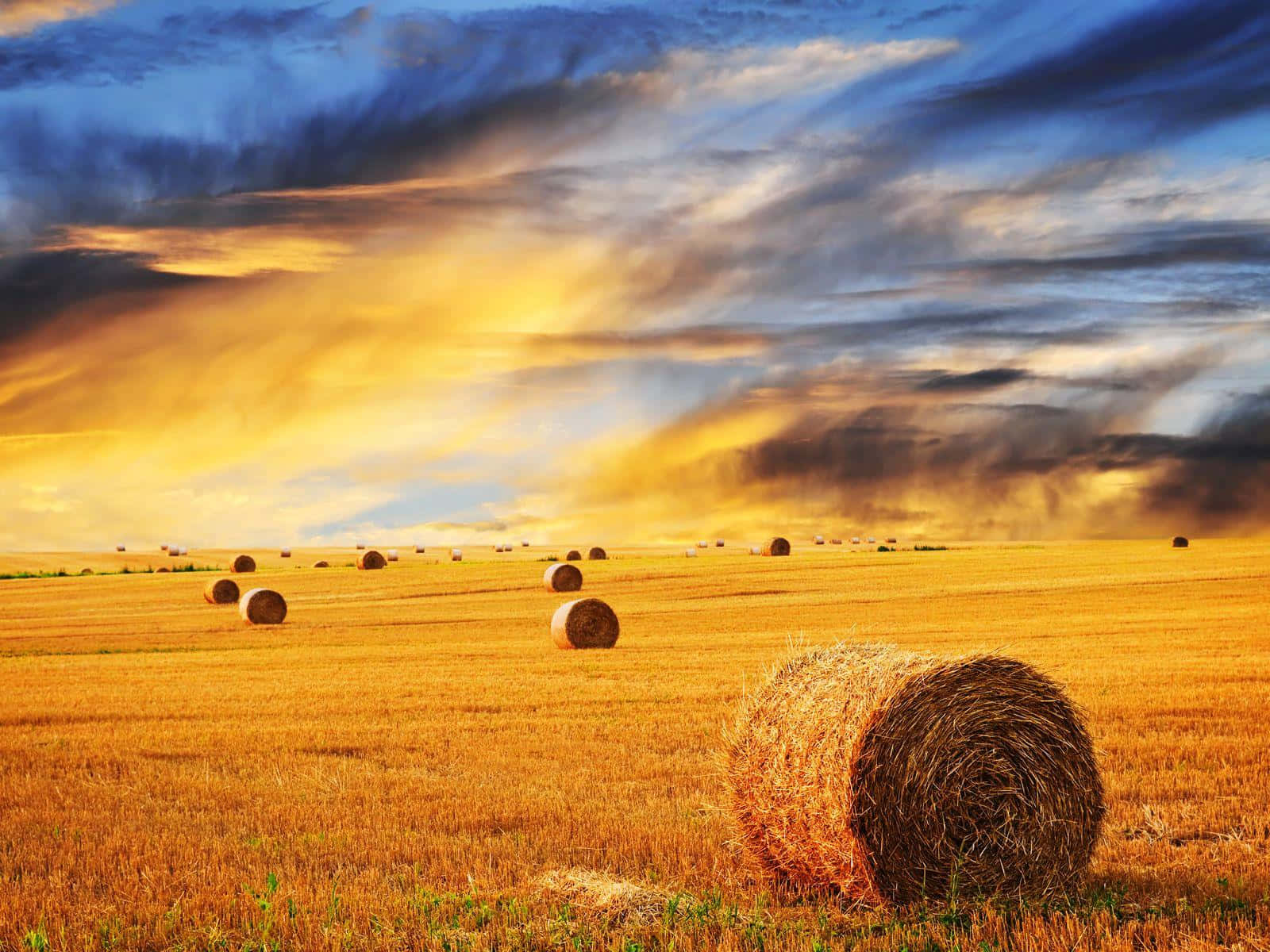 A Field Of Hay Bales Background