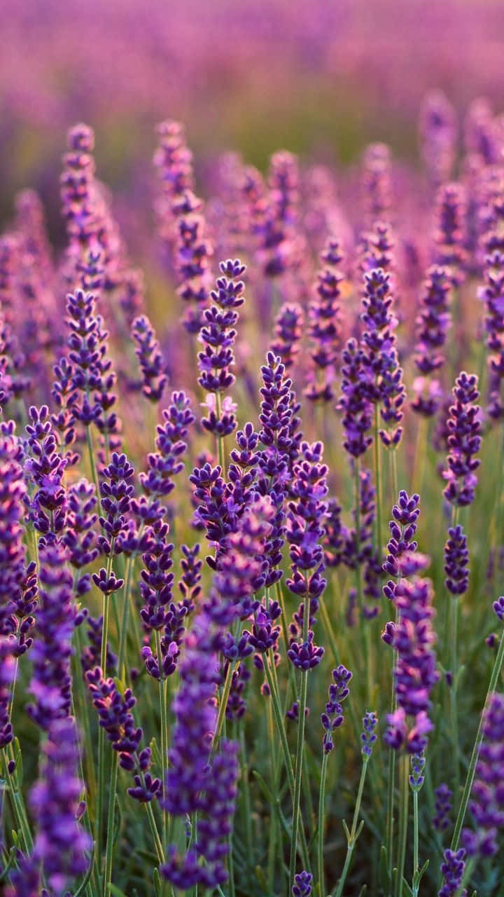 A Field Of Lavender Used To Create Calming Essential Oils