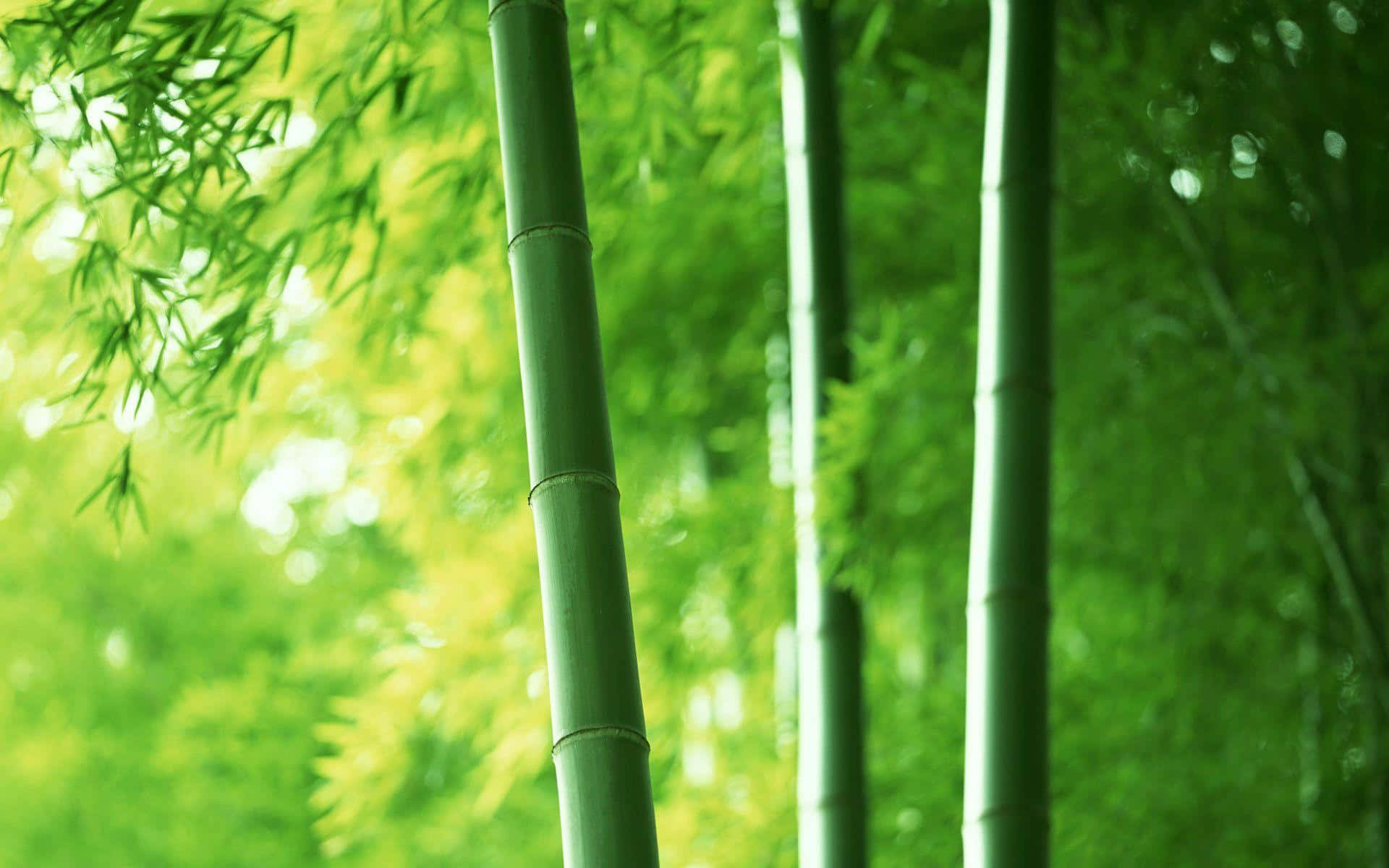 A Field Of Lush Green Bamboo Stalks In The Sunlight Background