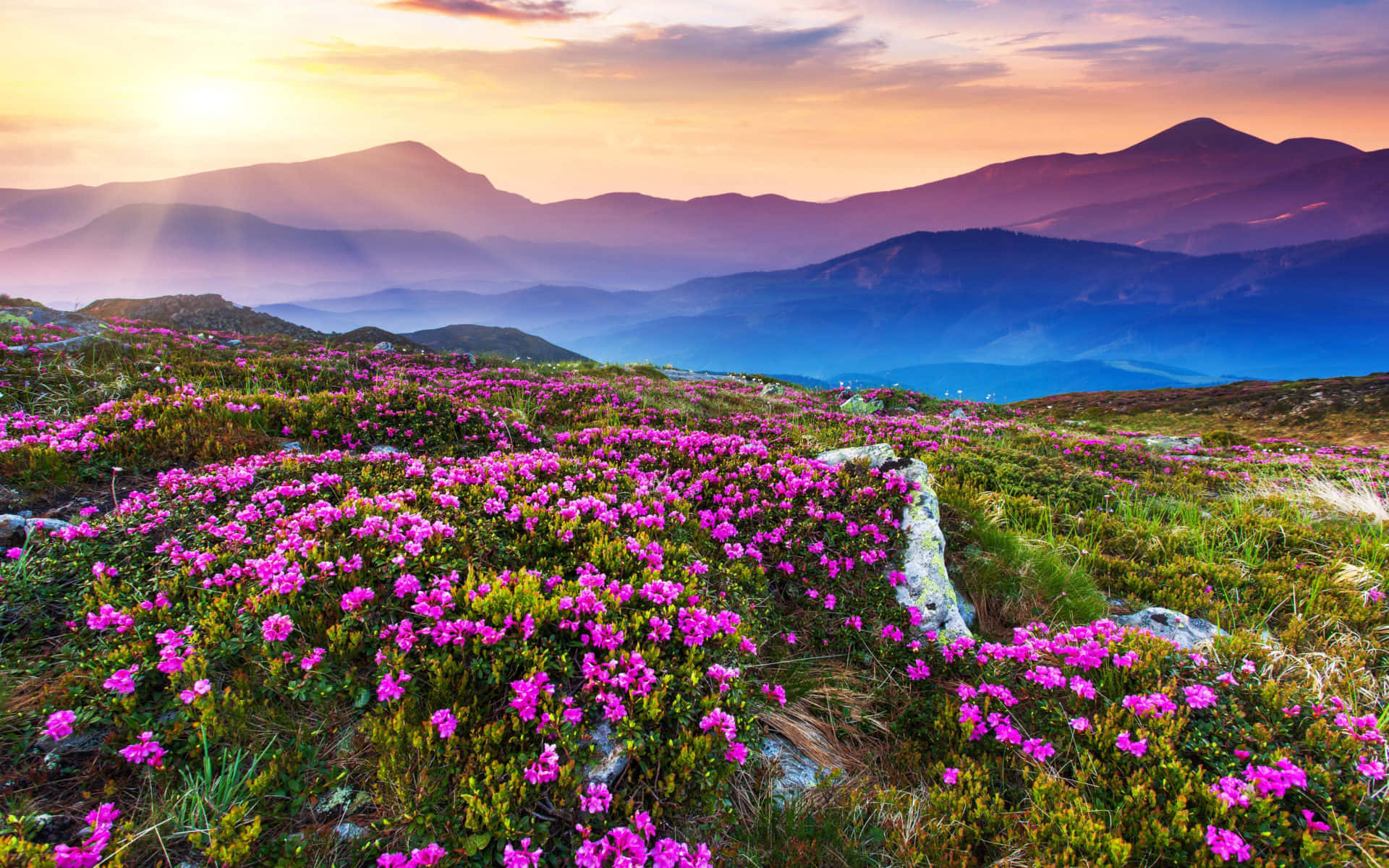 A Field Of Magenta Flowers Blooming In The Summertime Background