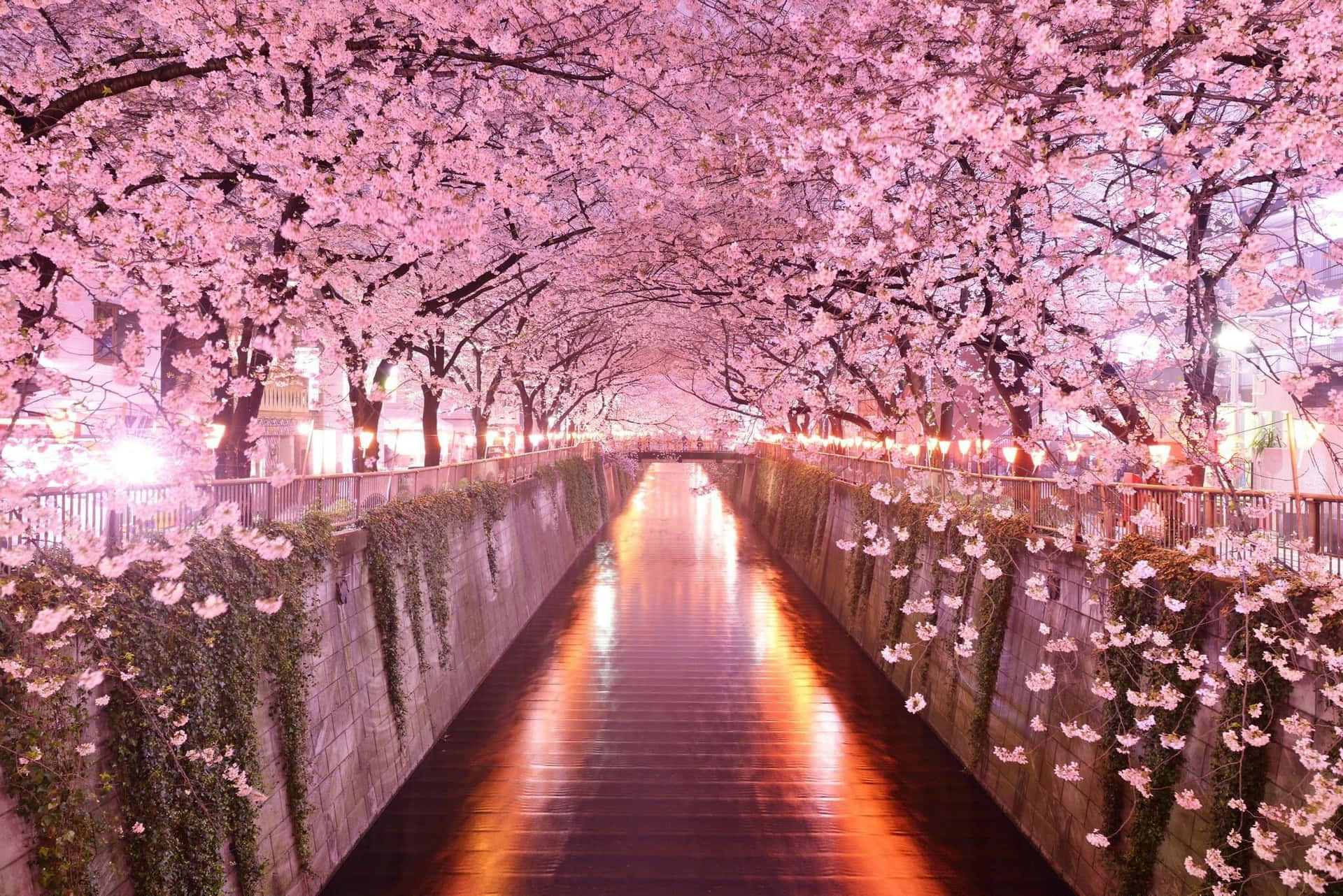 A Field Of Night Cherry Blossom Trees, Illuminated By The Stars Above. Background