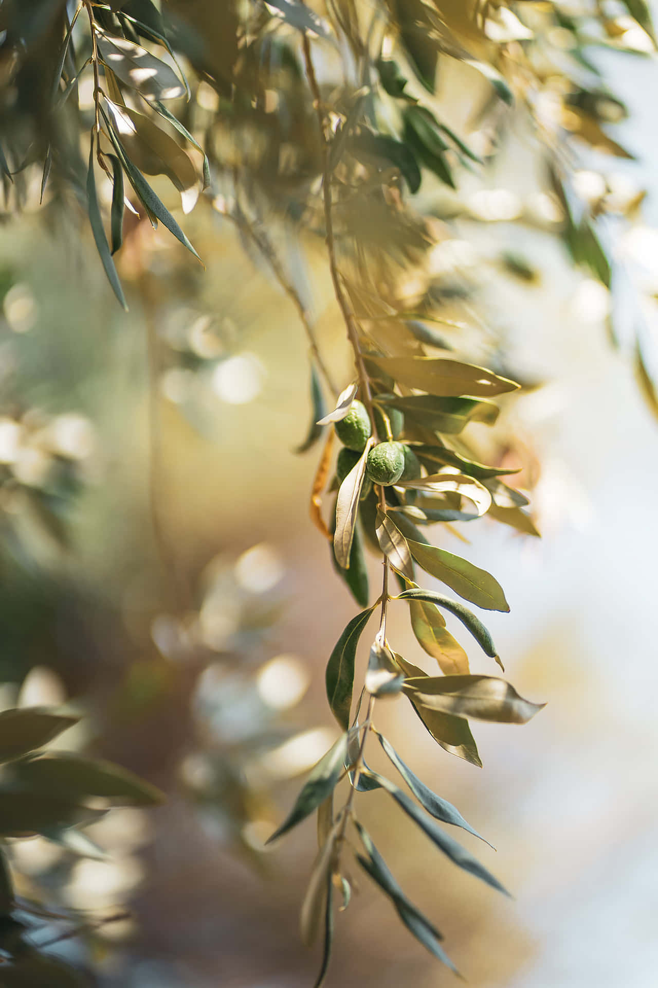 A Field Of Olive Trees Gleaming In The Mediterranean Sun Background