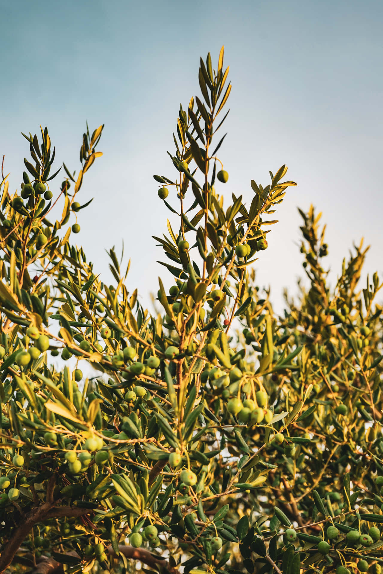 A Field Of Olive Trees In The Countryside Background