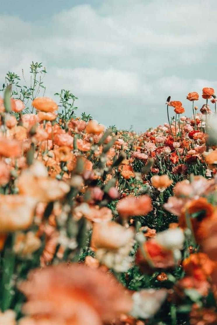 A Field Of Orange Flowers In The Sky Background